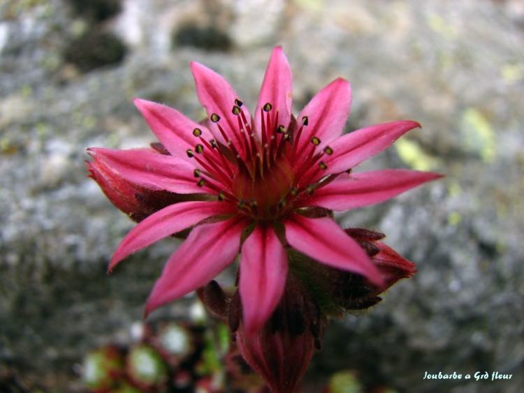 Fonds d'cran Nature Fleurs Joubarbe a grande fleur