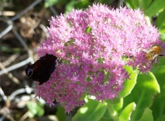 Fonds d'cran Nature Noirpapillon