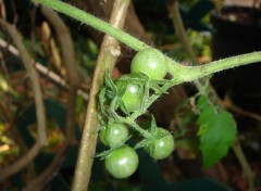 Fonds d'cran Nature tomates cerises