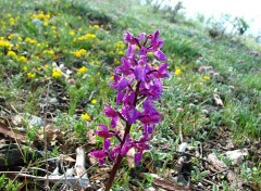 Fonds d'cran Nature orchis penzigional