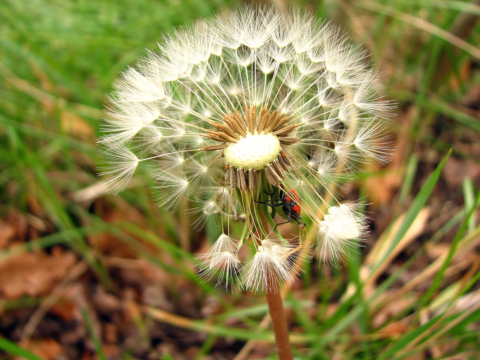 Wallpapers Nature Flowers pissenlit