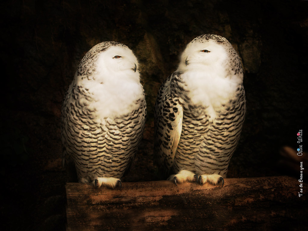 Fonds d'cran Animaux Oiseaux - Hiboux et Chouettes T'as de Beaux Yeux - Harfangs des Neiges