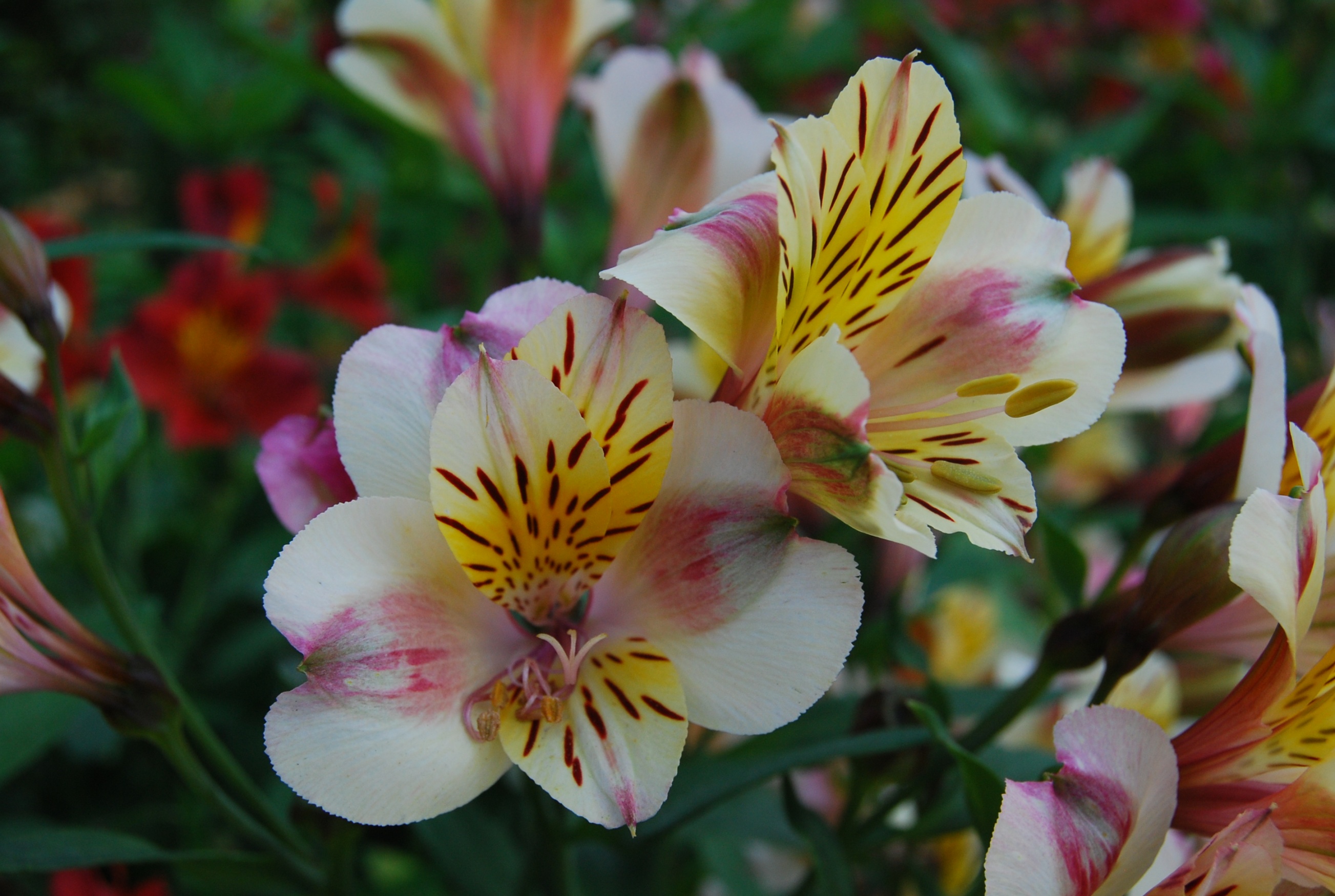 Fonds d'cran Nature Fleurs orchide