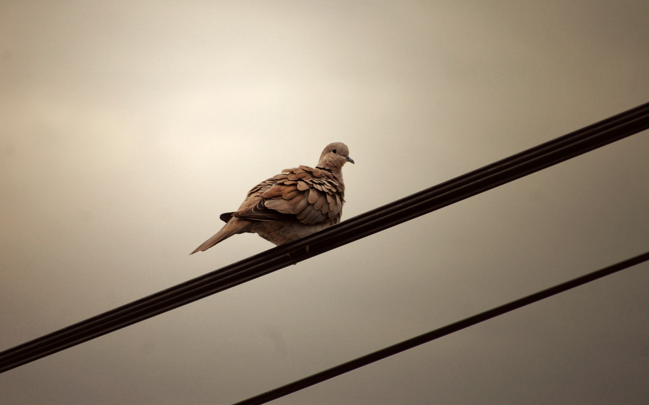 Wallpapers Animals Birds - Pigeons and Doves 