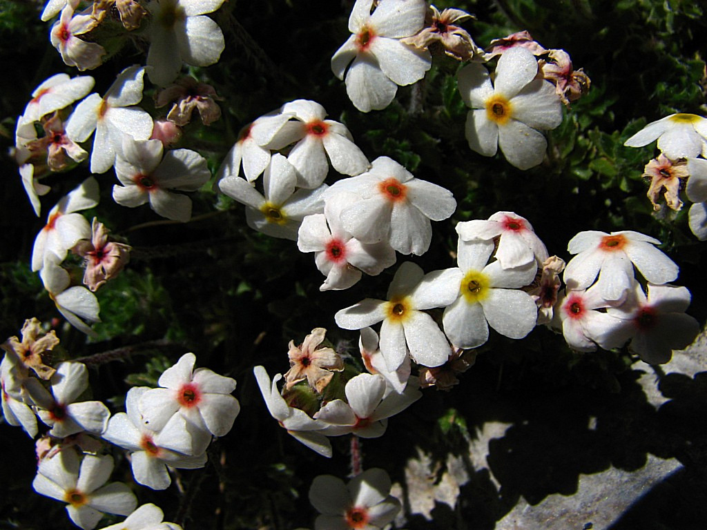 Fonds d'cran Nature Fleurs androsace velue