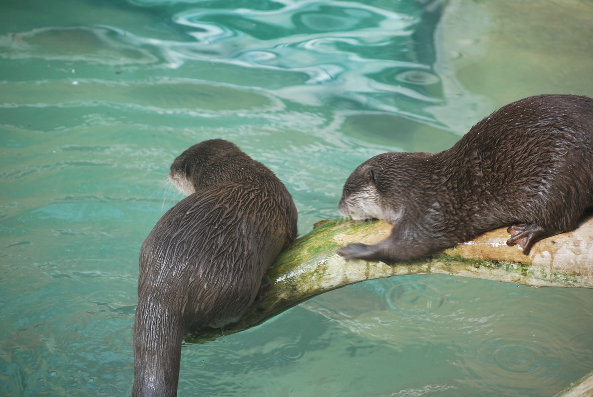 Fonds d'cran Animaux Loutres Loutres