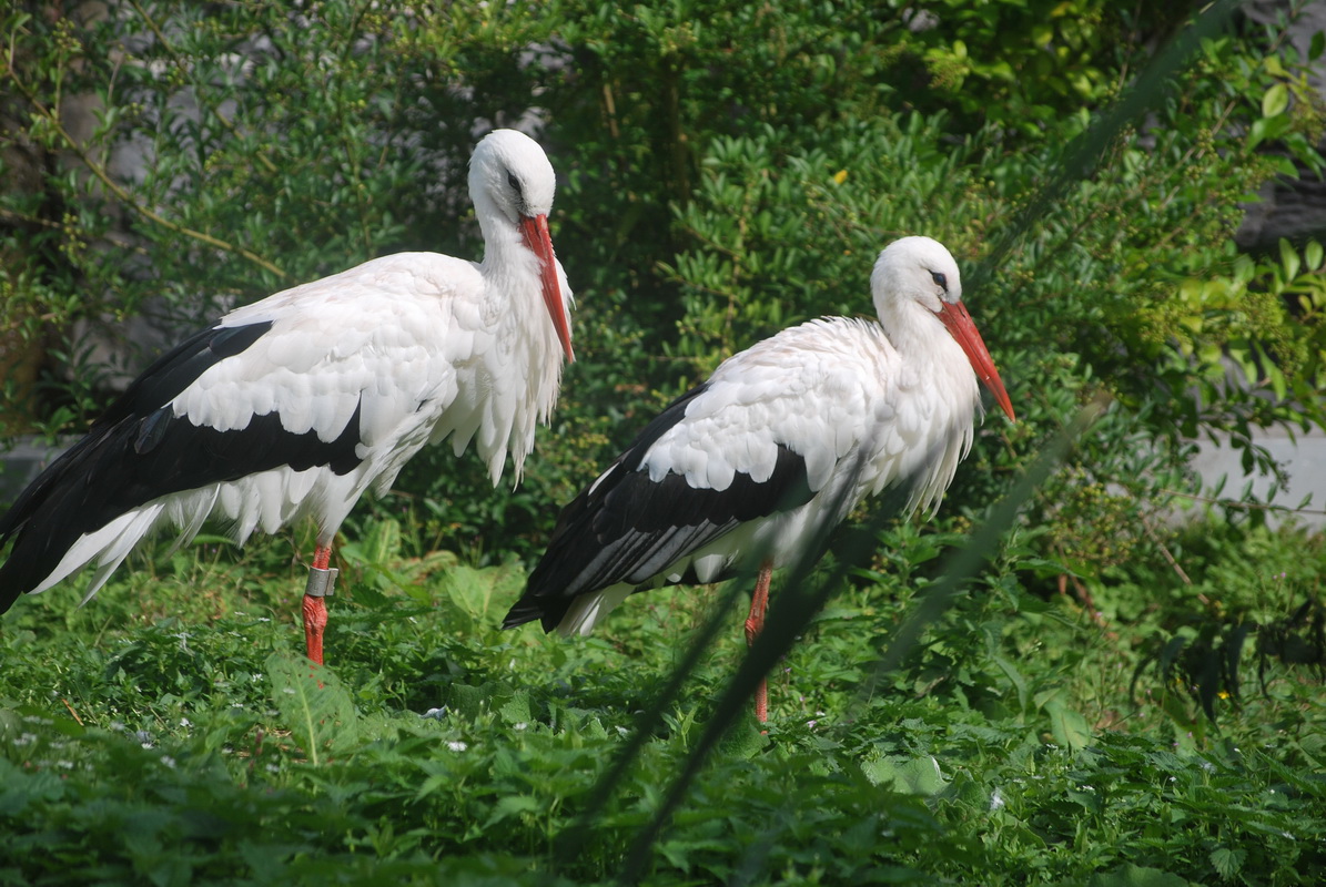 Fonds d'cran Animaux Oiseaux - Cigognes 