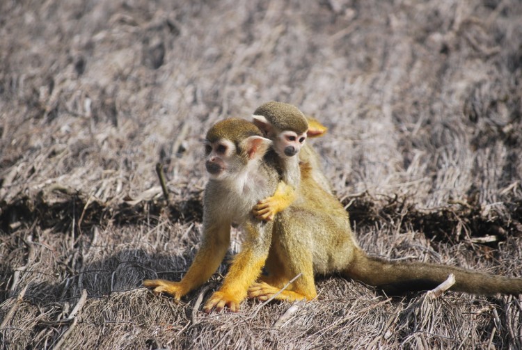 Fonds d'cran Animaux Singes Petits singes