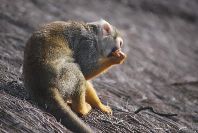 Fonds d'cran Animaux Singes Singe mange des vers