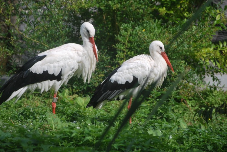 Fonds d'cran Animaux Oiseaux - Cigognes Wallpaper N245544