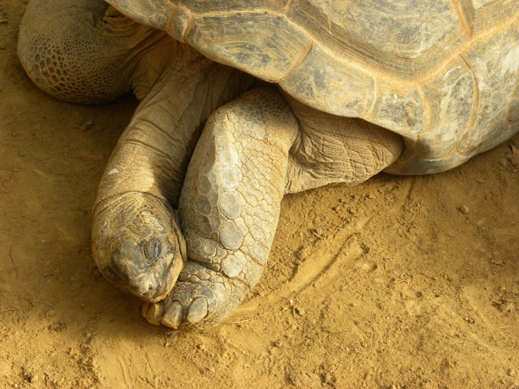 Wallpapers Animals Turtles Wallpaper N245095