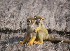 Fonds d'cran Animaux Petits singes