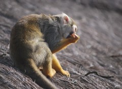 Fonds d'cran Animaux Singe mange des vers