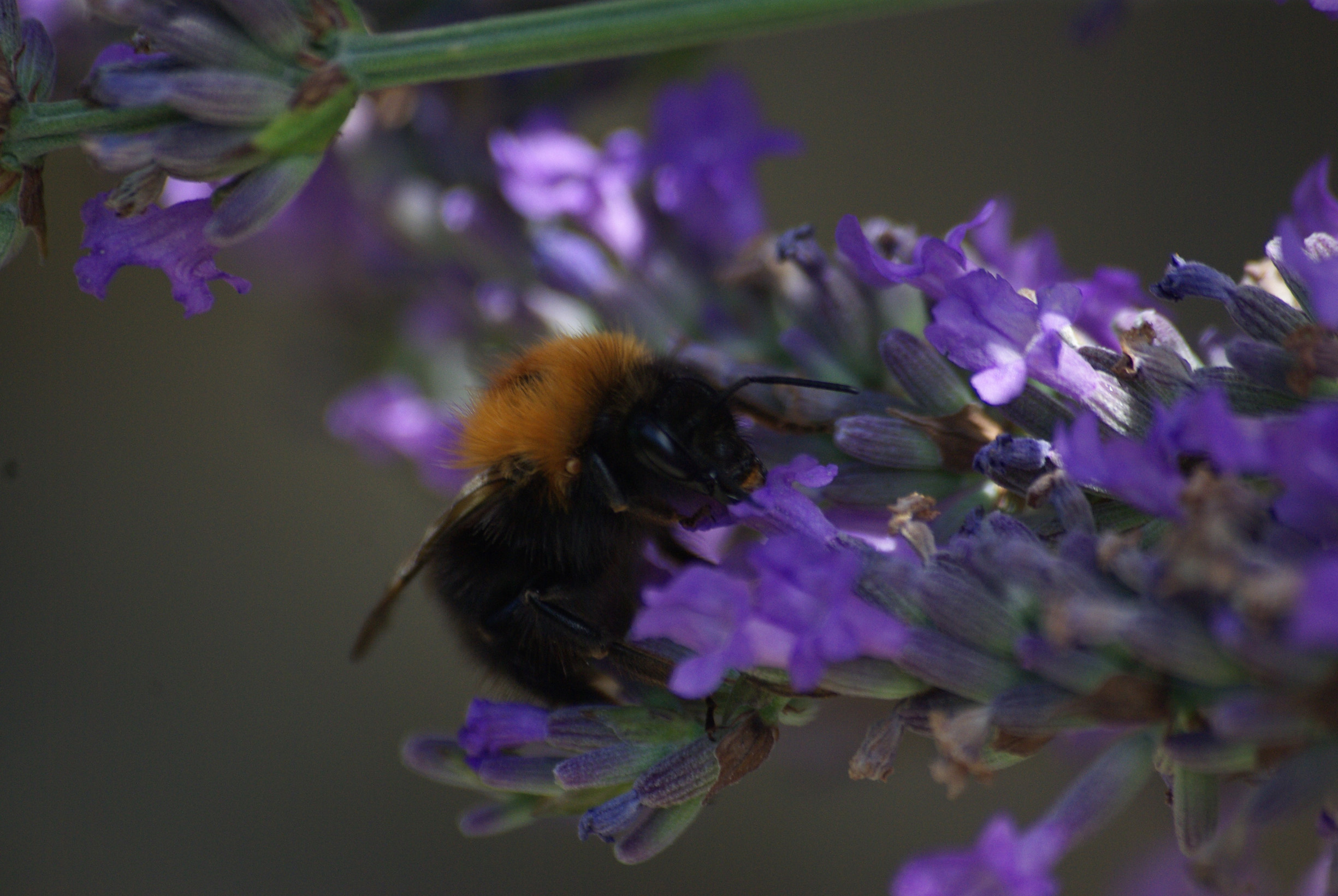 Fonds d'cran Animaux Insectes - Abeilles Gupes ... 