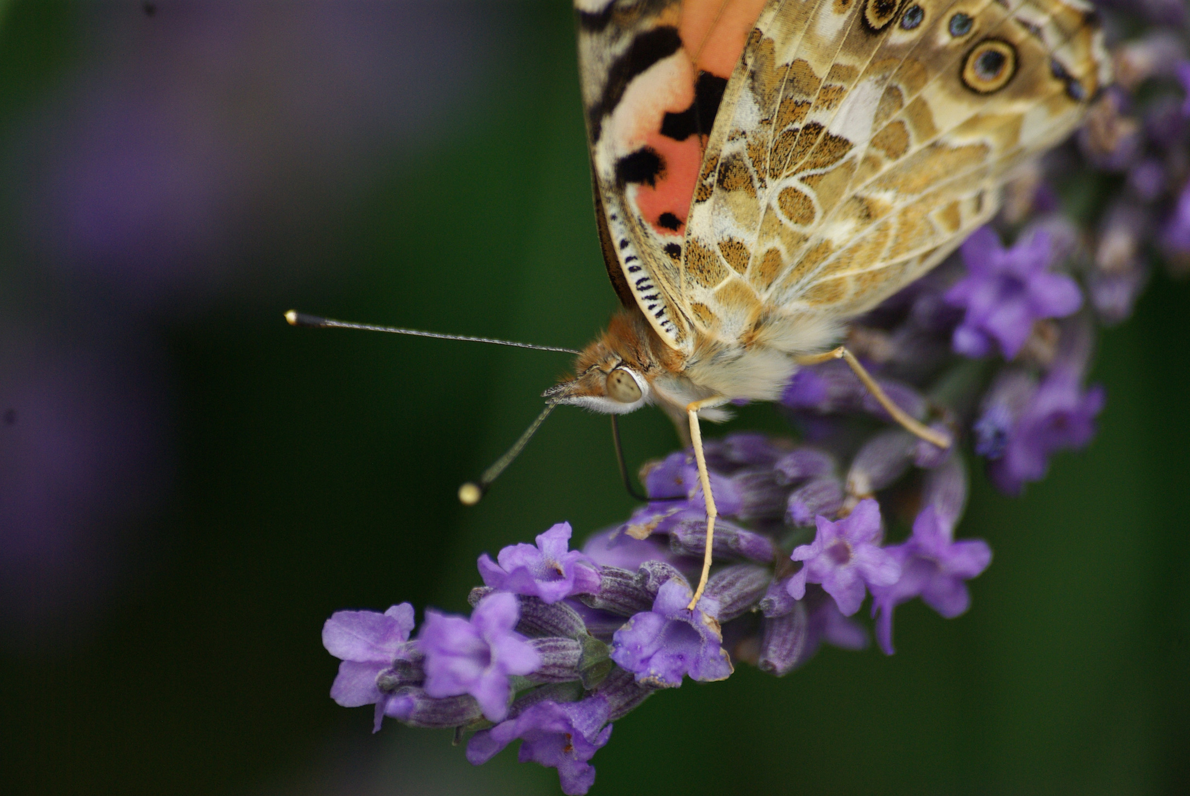 Fonds d'cran Animaux Insectes - Papillons La belle dame