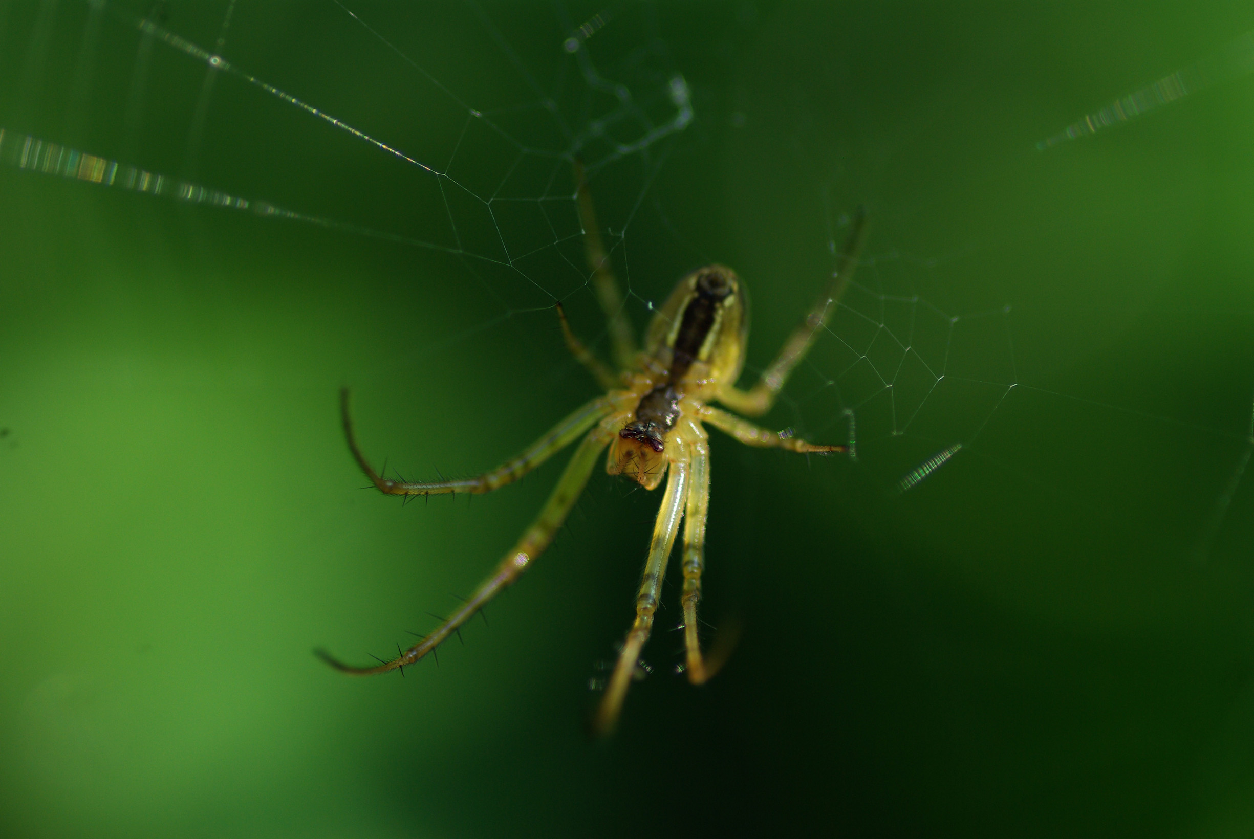 Fonds d'cran Animaux Araignes 