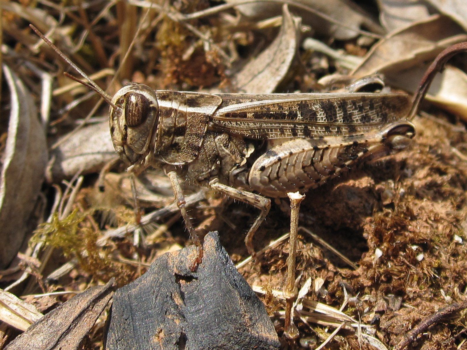 Fonds d'cran Animaux Insectes - Sauterelles et Criquets sauterelle