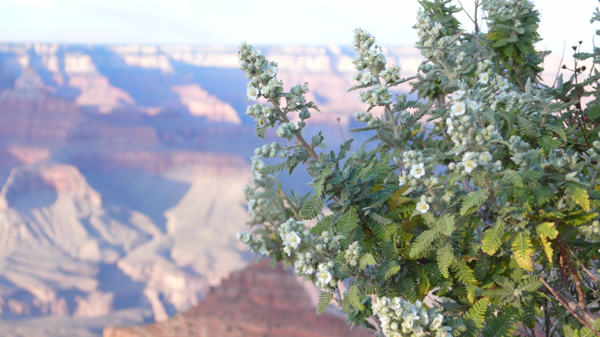 Wallpapers Trips : North America United-States Grand Canyon