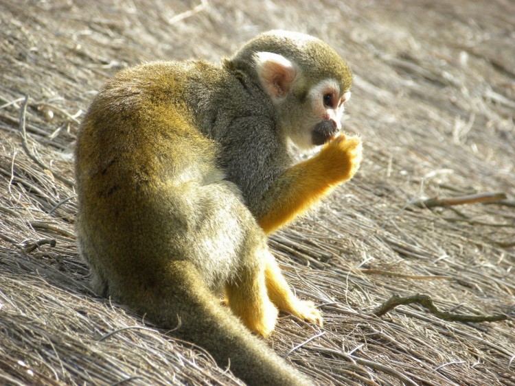 Fonds d'cran Animaux Singes Paradisio