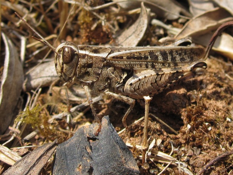 Wallpapers Animals Insects - Grasshoppers and Locusts sauterelle