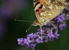 Fonds d'cran Animaux La belle dame