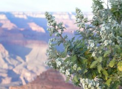 Fonds d'cran Voyages : Amrique du nord Grand Canyon