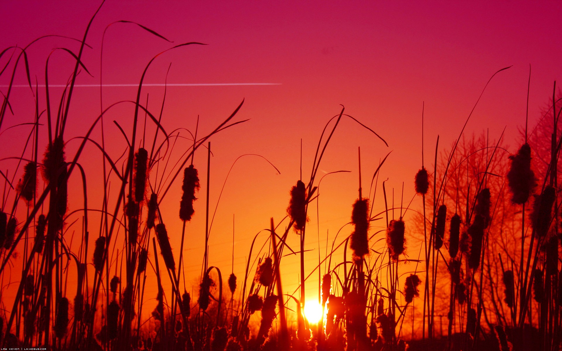 Fonds d'cran Nature Couchers et levers de Soleil Coucher entre les roseaux