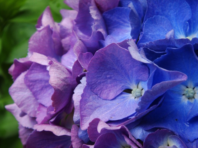 Wallpapers Nature Flowers Hortensias