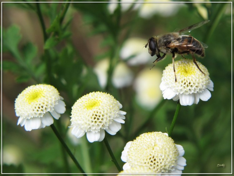 Fonds d'cran Animaux Insectes - Mouches Mouche 7