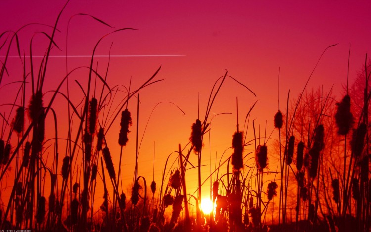 Fonds d'cran Nature Couchers et levers de Soleil Coucher entre les roseaux