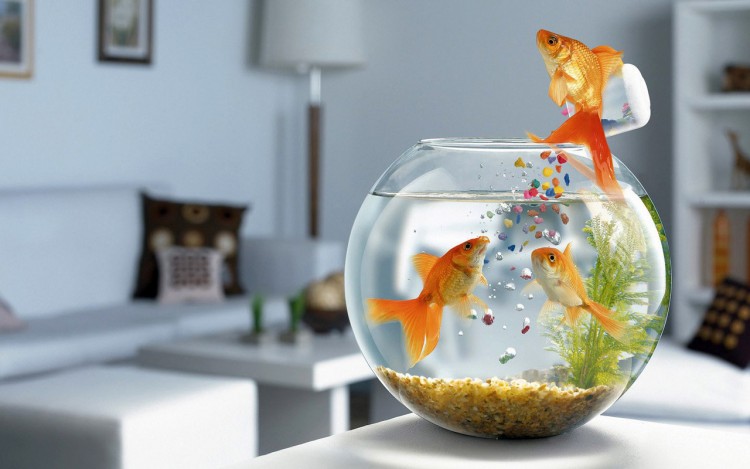 Fonds d'cran Humour Animaux Gold fish