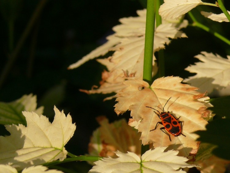 Wallpapers Animals Insects - Bugs Promenade ensoleille pour un gendarme