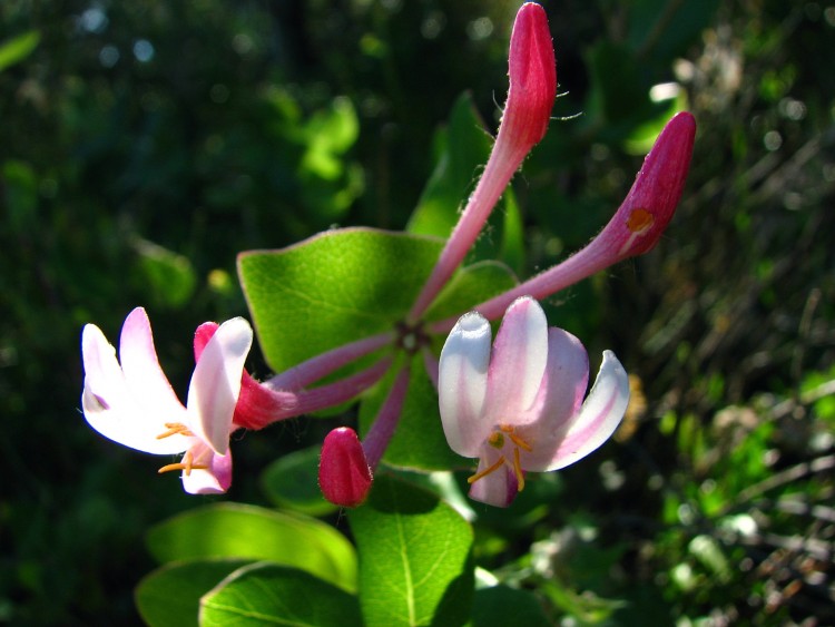 Fonds d'cran Nature Fleurs Chevrefeuille entrelac