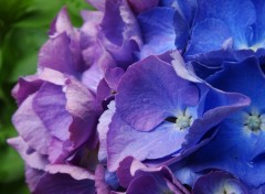 Wallpapers Nature Hortensias