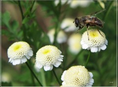 Fonds d'cran Animaux Mouche 7