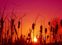 Fonds d'cran Nature Coucher entre les roseaux