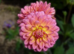 Fonds d'cran Nature Dahlia