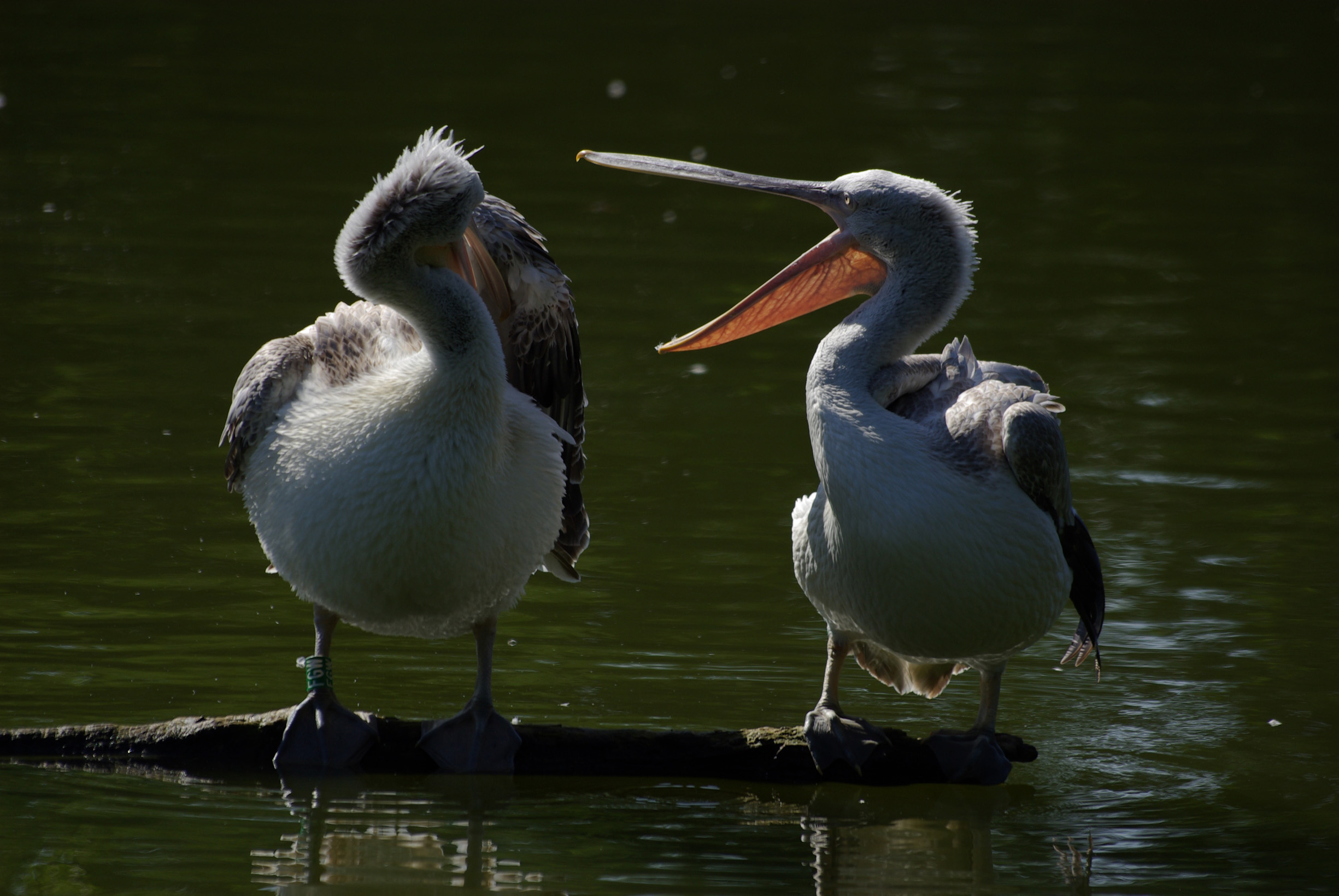 Fonds d'cran Animaux Oiseaux - Plicans Problme de couple