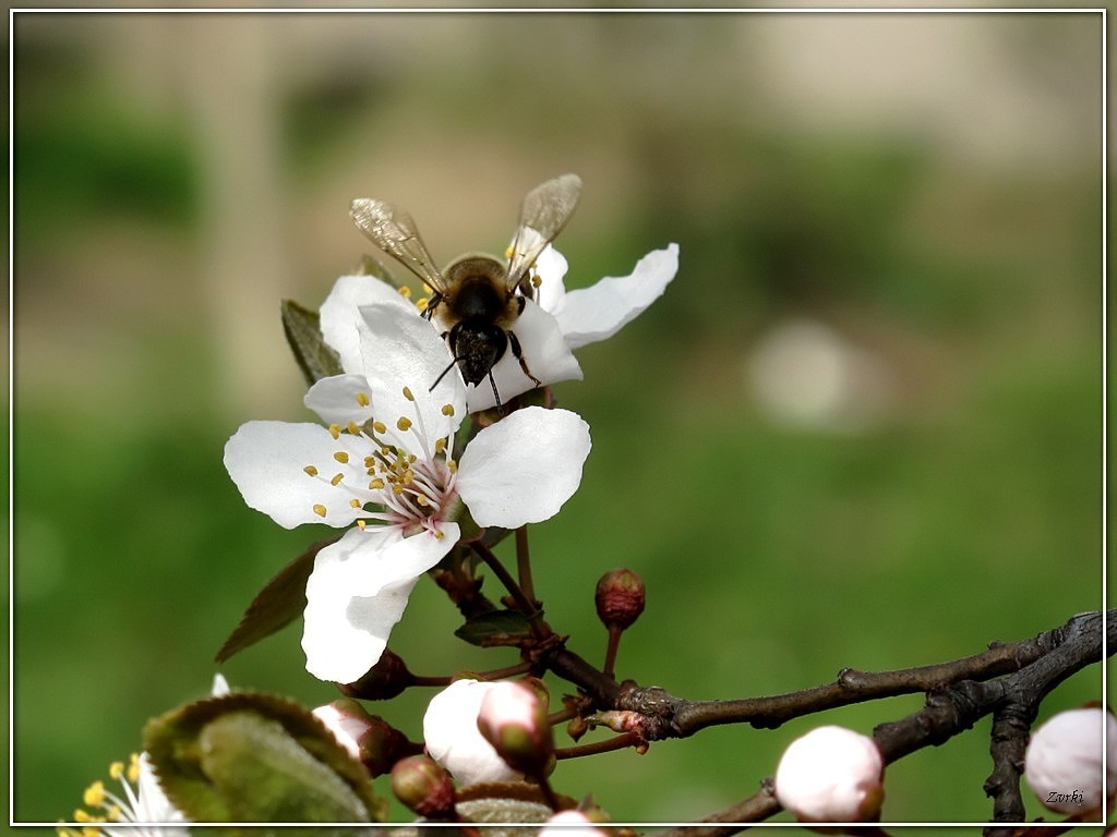 Wallpapers Animals Insects - Bees, Wasps Abeille 3