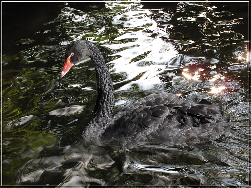 Wallpapers Animals Birds - Swans Cygne noir 