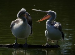 Wallpapers Animals Problme de couple