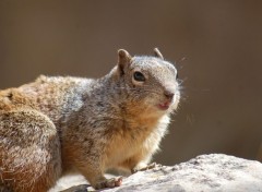 Fonds d'cran Animaux je supervise !!