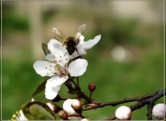 Fonds d'cran Animaux Abeille 3