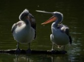 Fonds d'cran Animaux Problme de couple