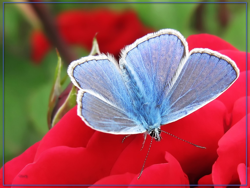 Wallpapers Animals Insects - Butterflies Papillon azure 