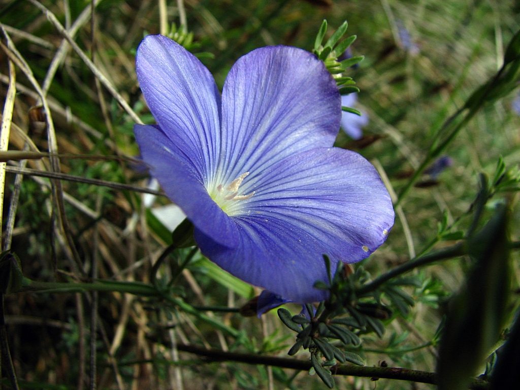 Wallpapers Nature Flowers lin vivace