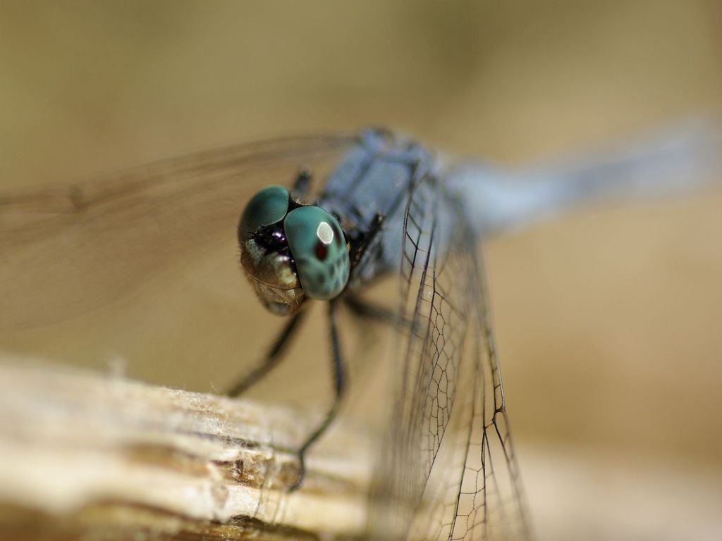 Fonds d'cran Animaux Insectes - Libellules 