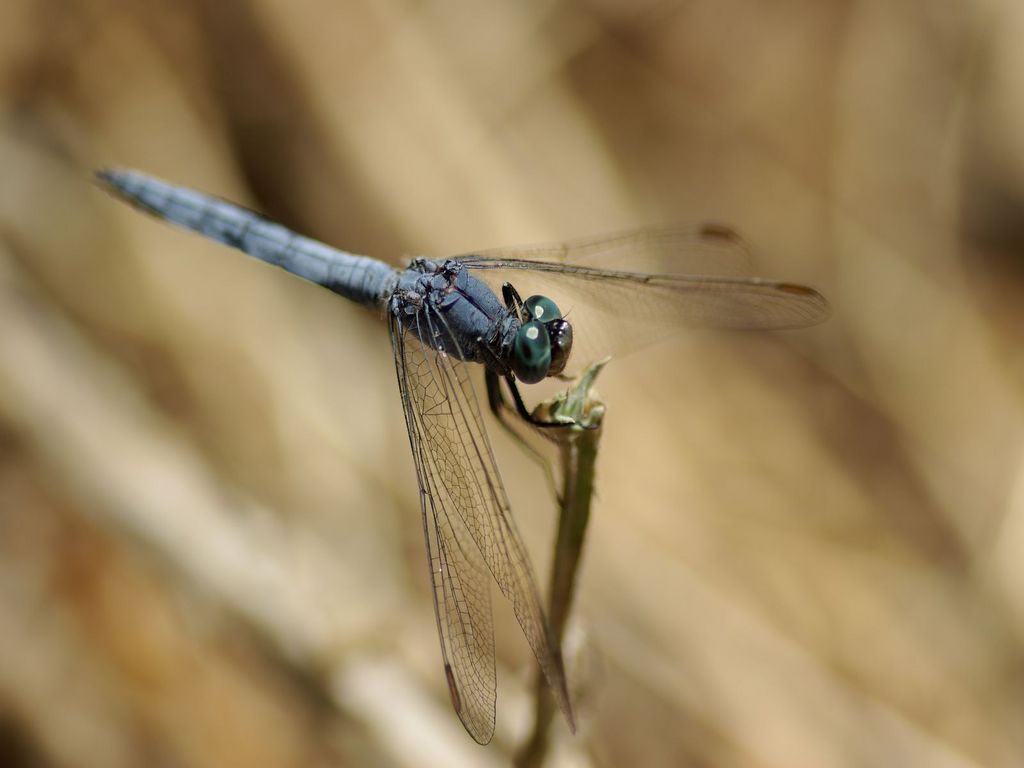 Fonds d'cran Animaux Insectes - Libellules 