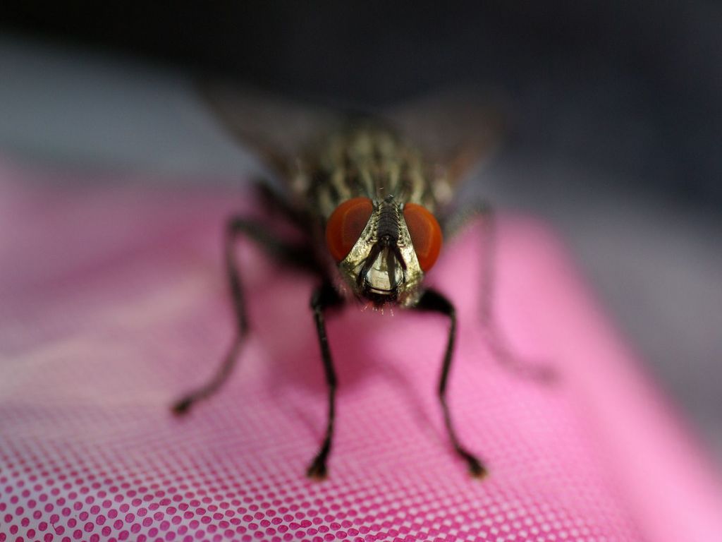 Wallpapers Animals Insects - Flies 