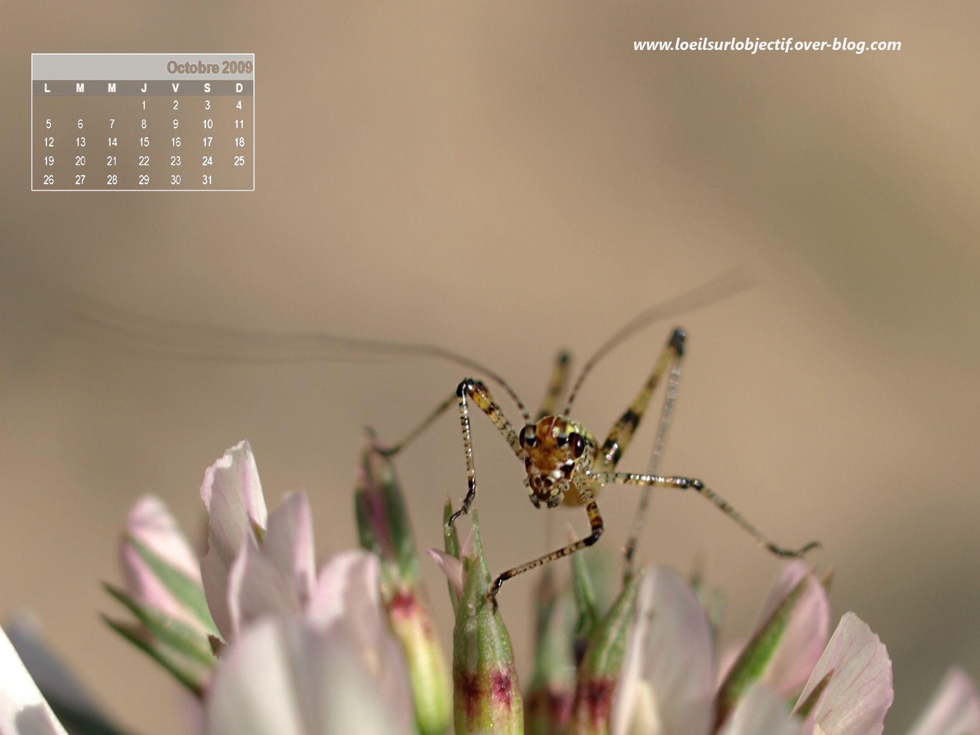 Wallpapers Animals Insects - Grasshoppers and Locusts la sauterelle d'octobre